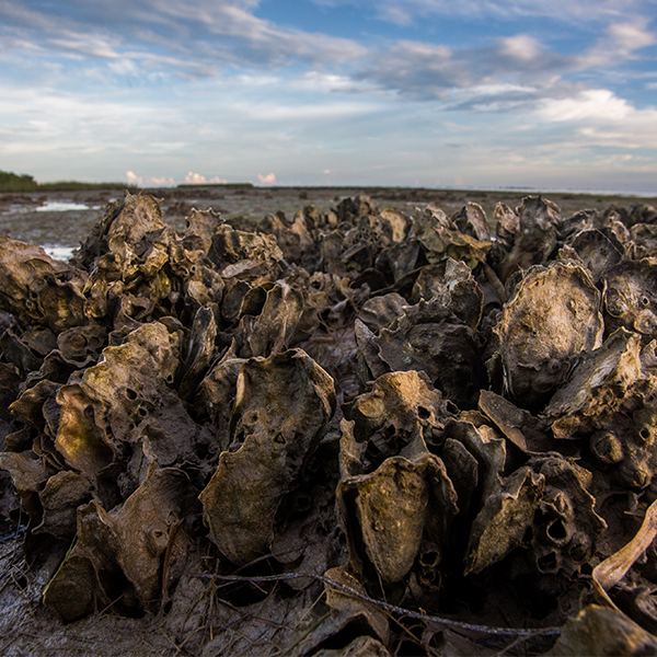 oyster reef