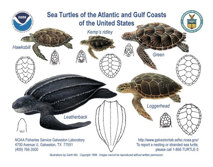 Sea Turtles of the Atlantic and Gulf Coasts of the United States by NOAA