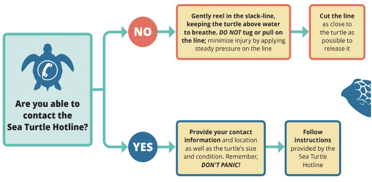 Flowchart for what to do if one accidentally hooks a sea turtle