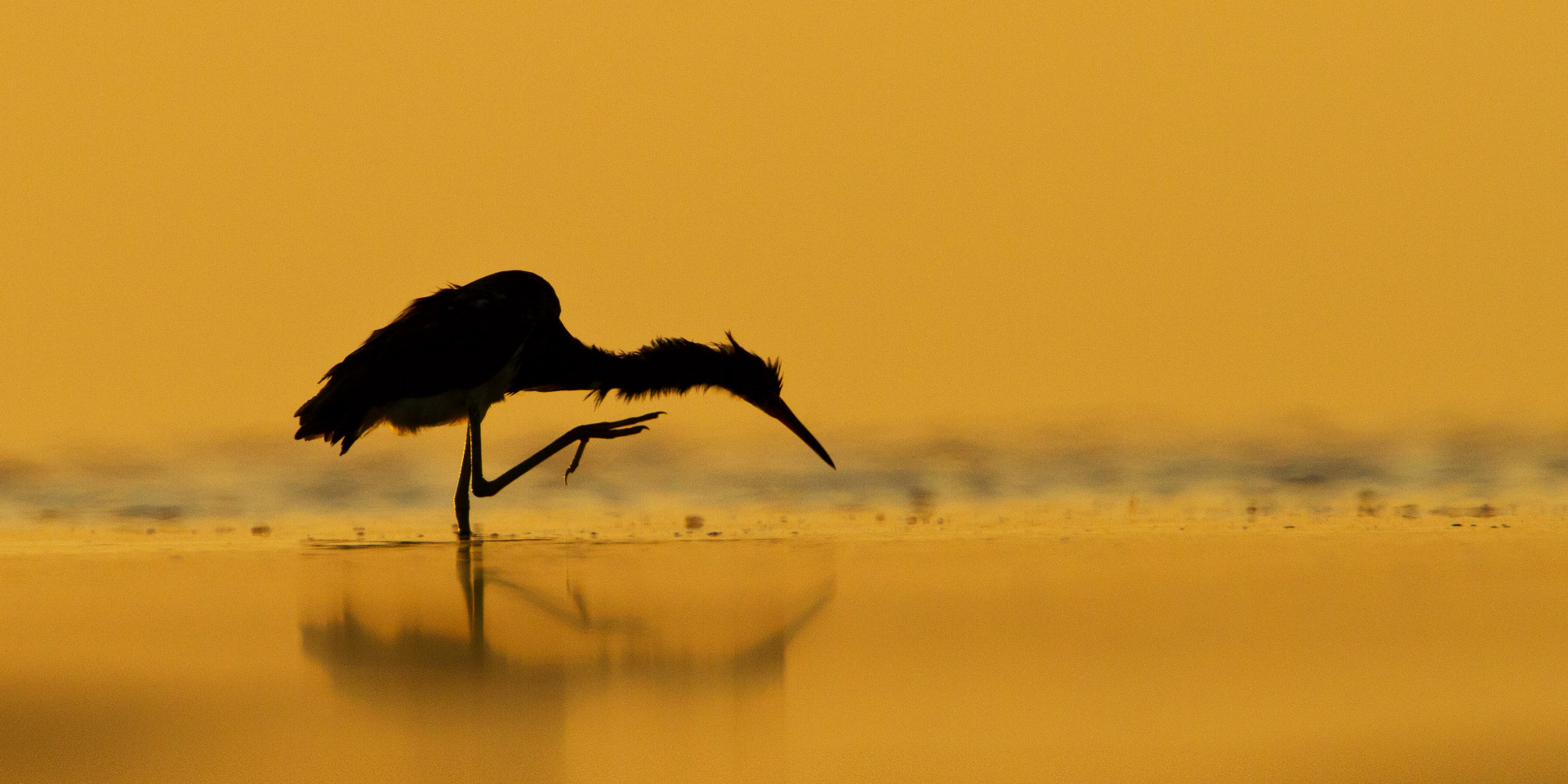 Bird holding foot up in surf