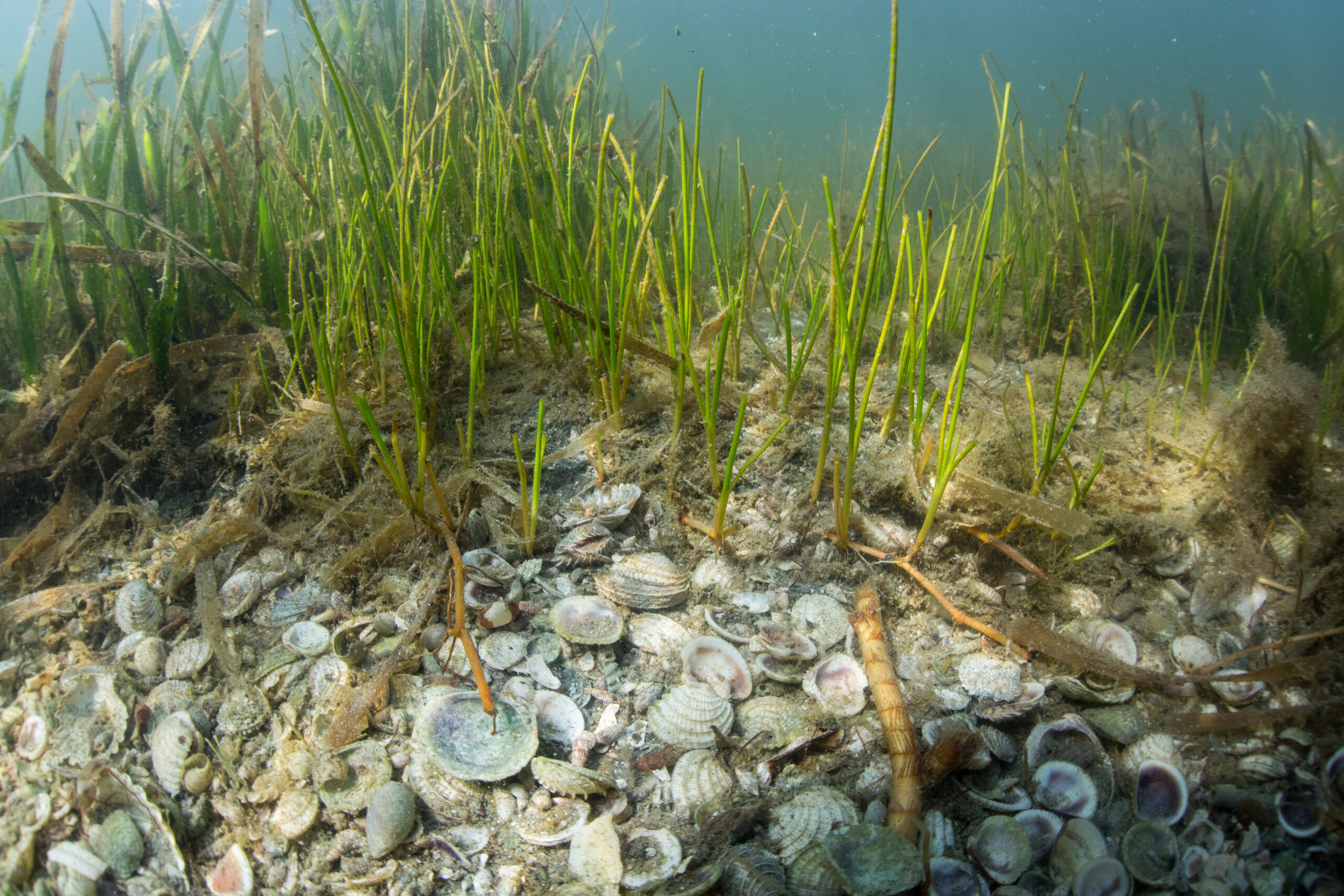 Seabed grass underwater with light shining