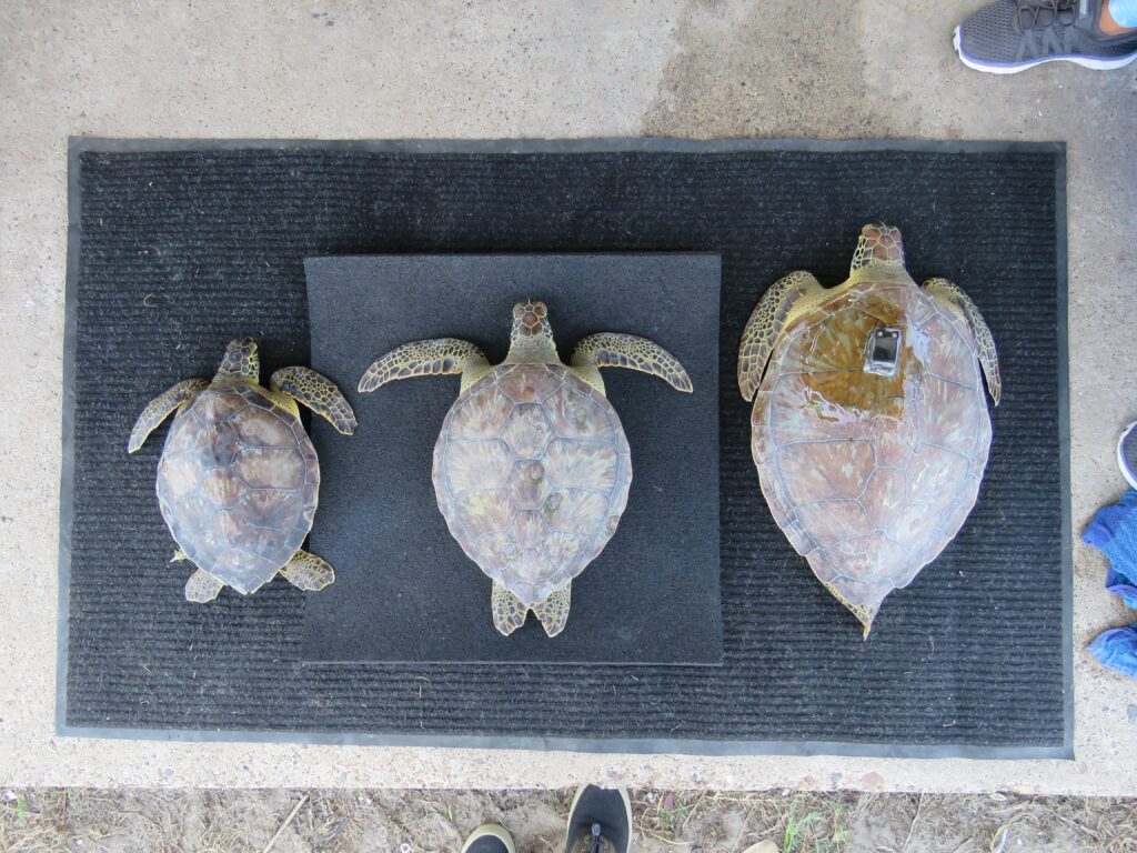 three turtles with the one on the right being tagged