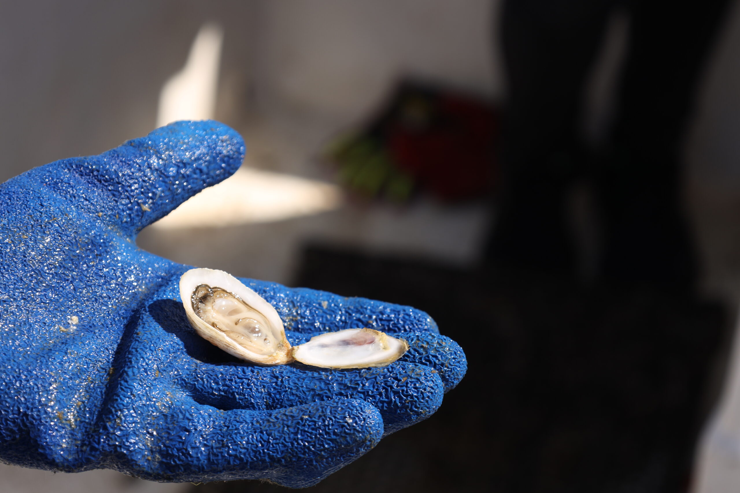 An oyster opened for demonstration