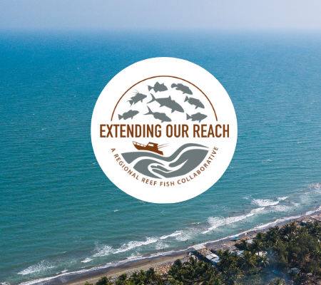 A beach featuring the Reef Fish Extension logo