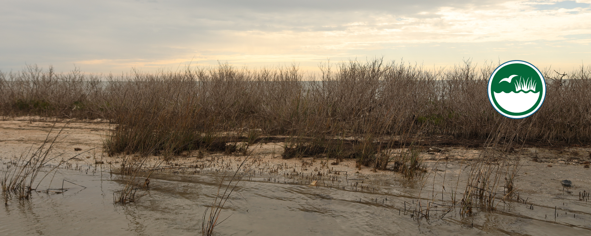 Healthy coastal ecosystem icon on top of image of sea grass on coast