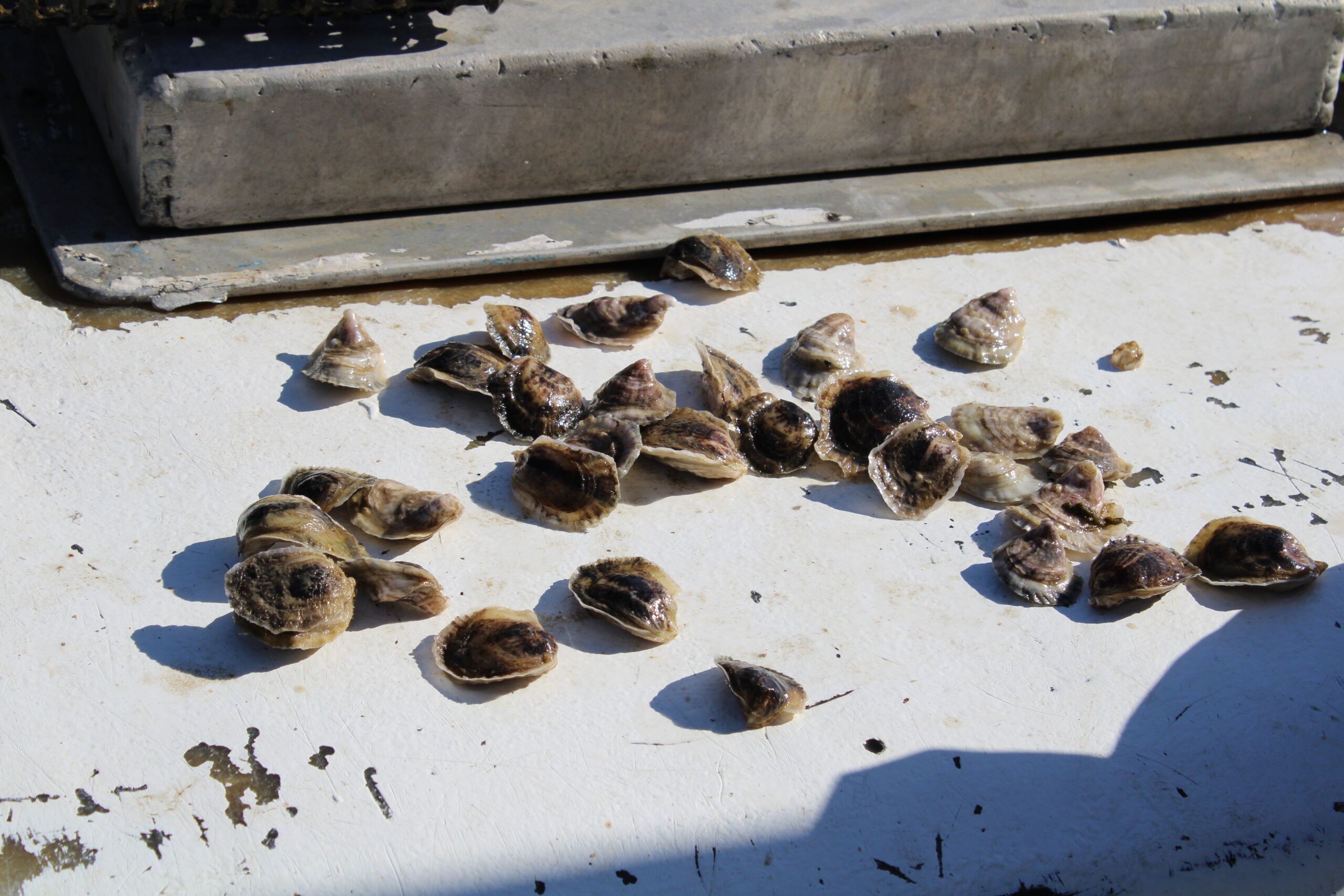 oysters pulled out of floating cages on oyster farm in palacios