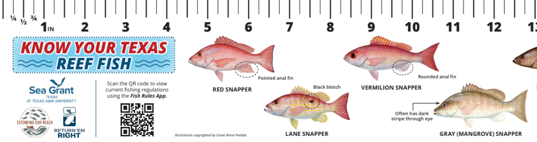 reef fish rules thumb