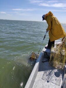 Man pulling an abandoned crab trap out of ocean