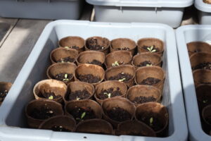Planting grass cups for Plan-It Dunes