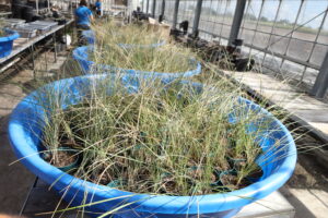Dune and marsh grasses in a tub