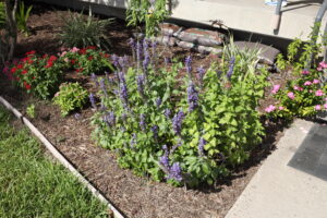 Marsh floral in a flower bed