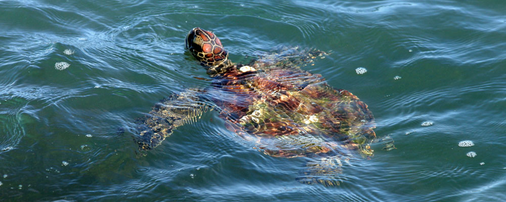 iseaturtle header