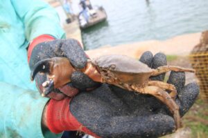 crab stuck in an old trap