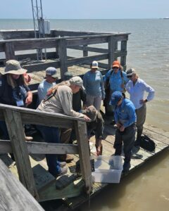 Oyster farming palacios