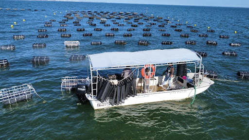Drone shot of an oyster boat next to an oyster farm