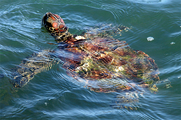 Turtle swimming in the ocean