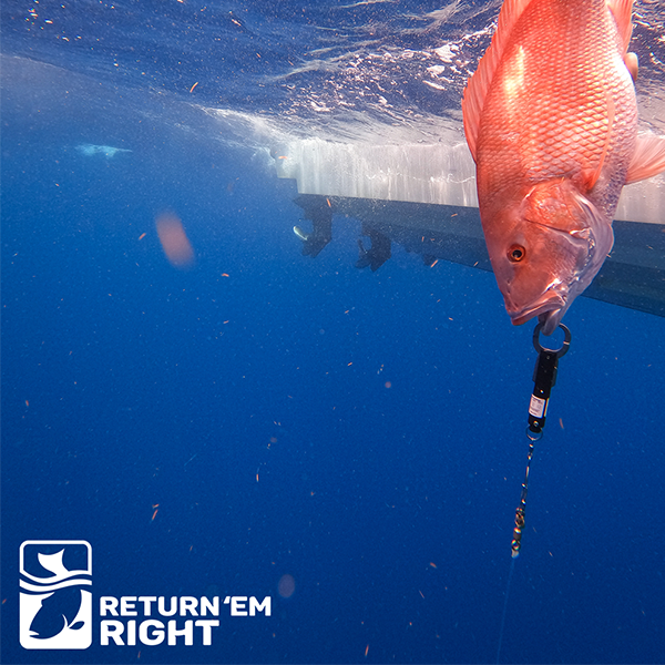 A Red Drum being returned using the release tool to mitigate Barotrauma