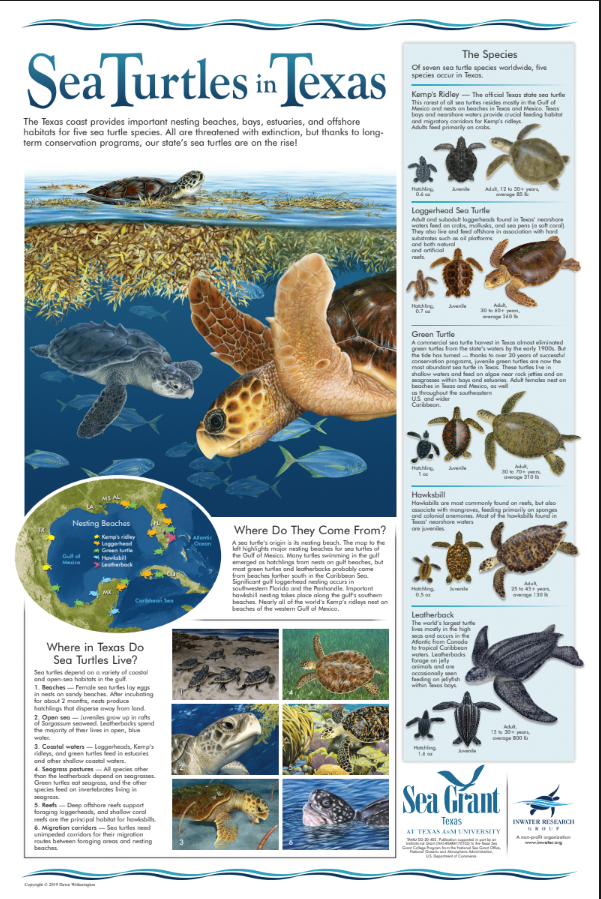 Sea Turtles in Texas poster