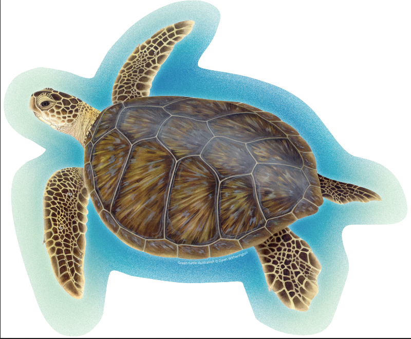 ISeaTurtleCard