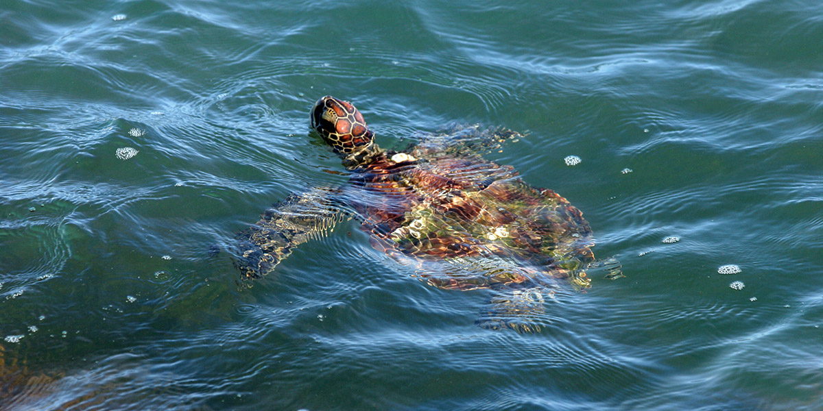 Sea Turtle poking through the water