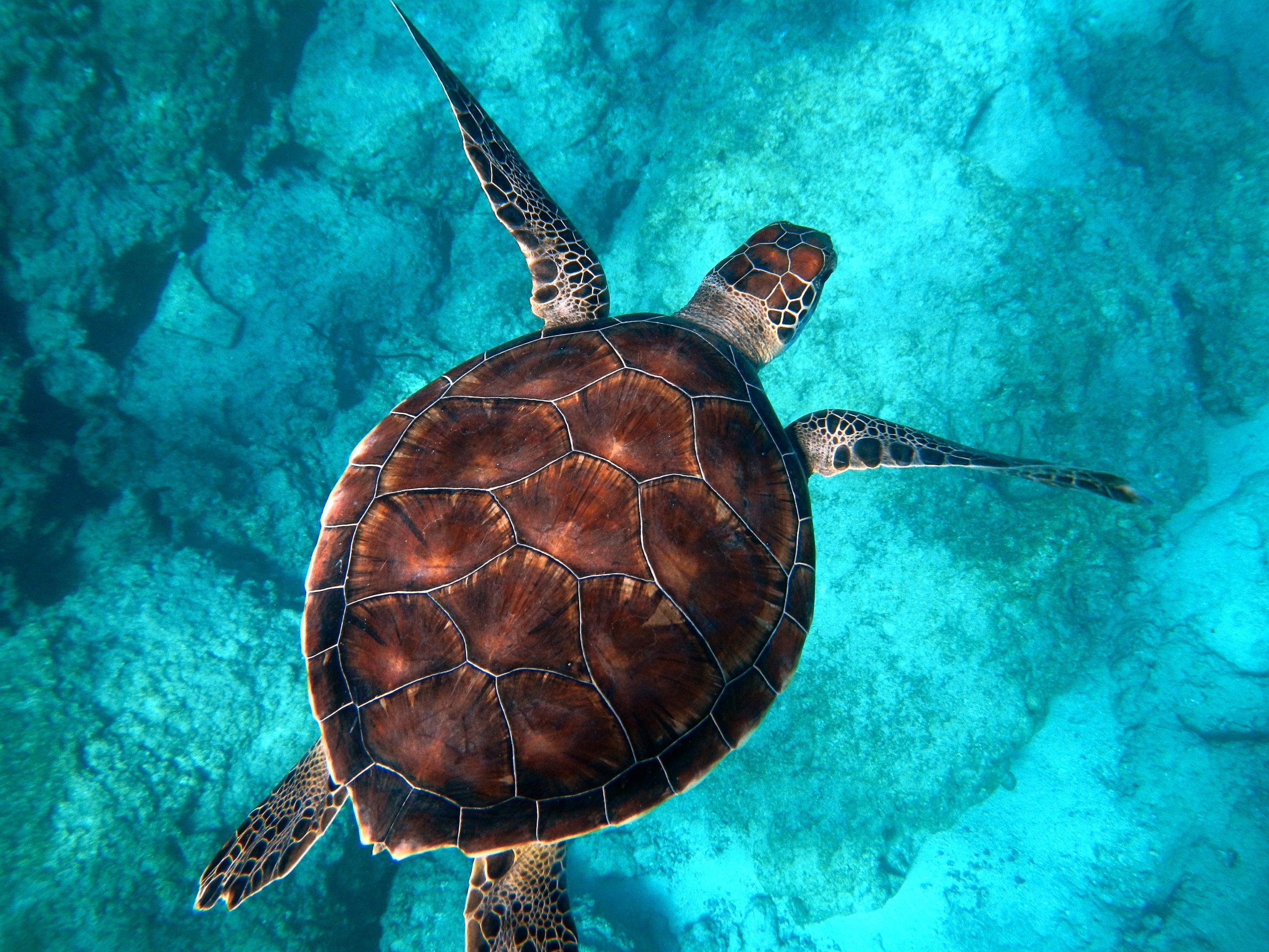Sea turtle swimming from above