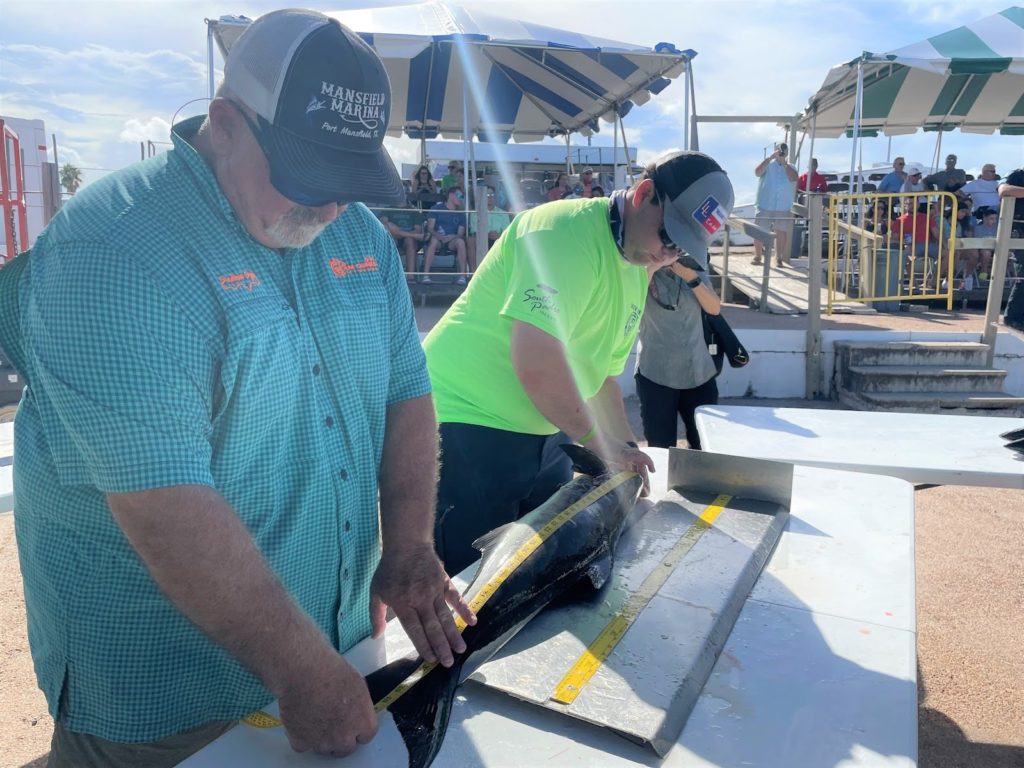 Certified weighmasters obtaining measurements at the 2021 Texas International Fishing Tournament