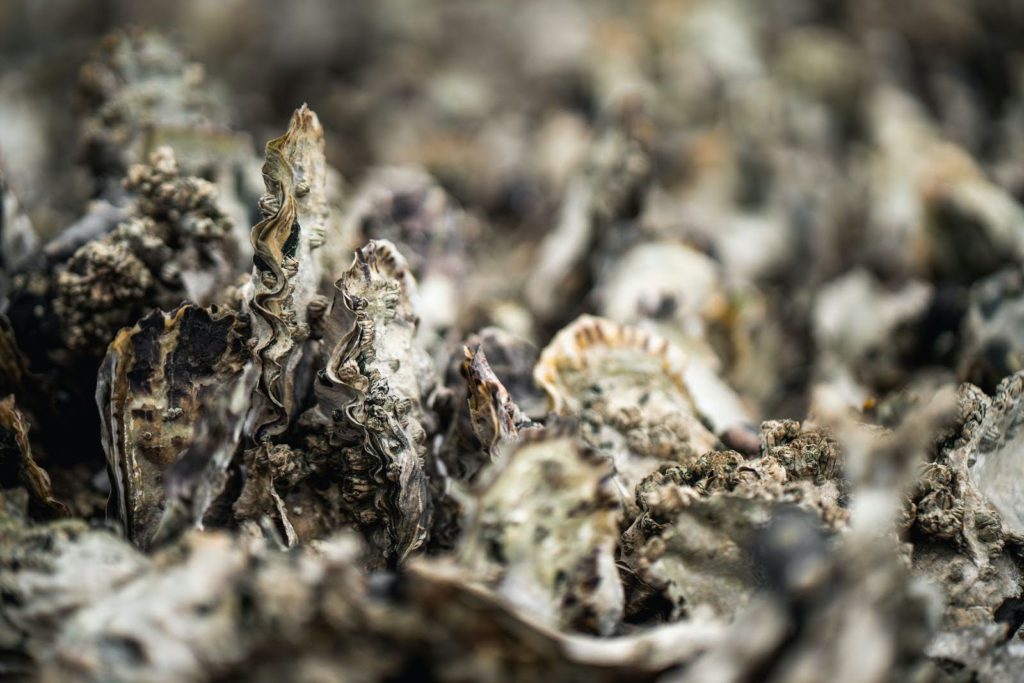 A photo of oyster shells