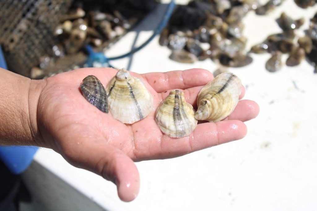 A farmer presenting oysters