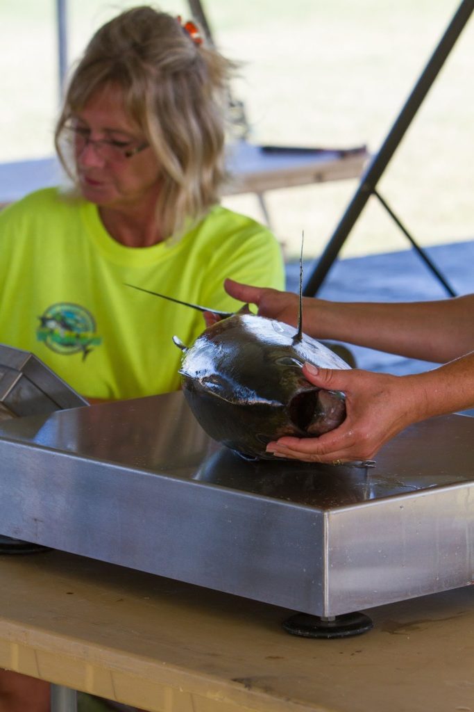 A weighmaster recording the measurements of a fish.