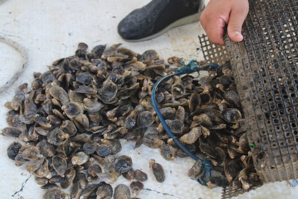 A pour out of oysters from the cage