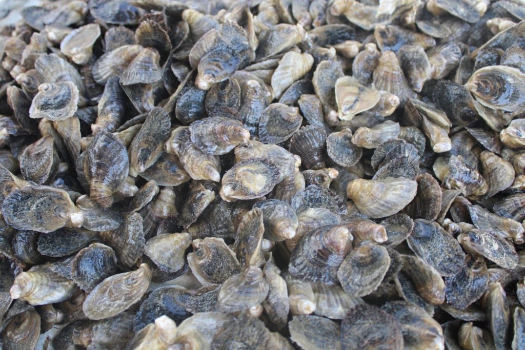 Oyster shells