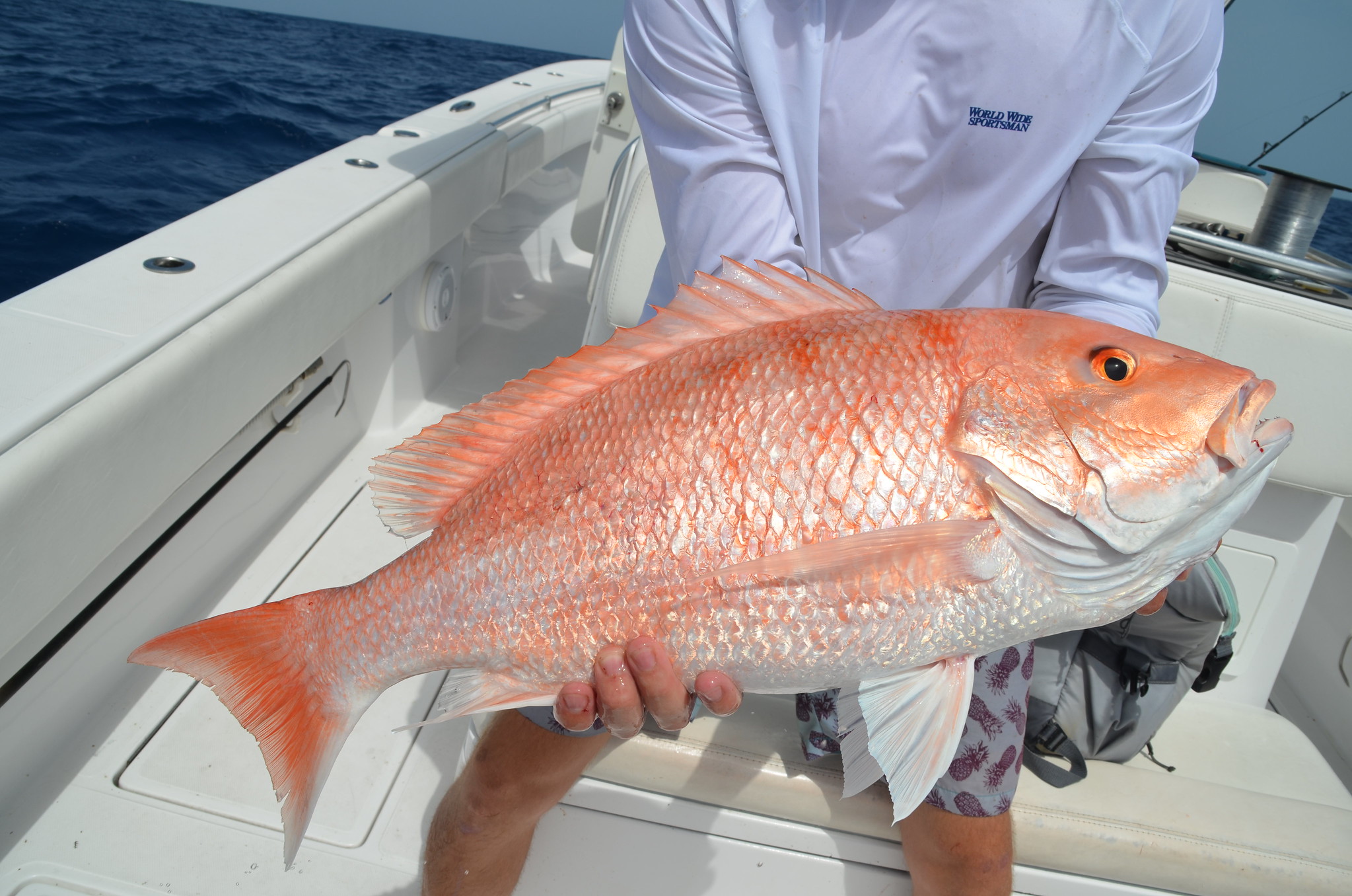 A Red Fish caught by an angler