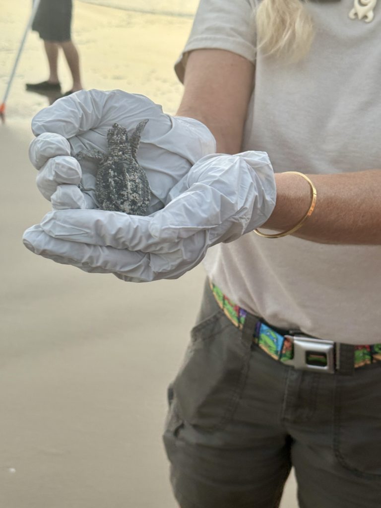 Rebecca attended a turtle release event