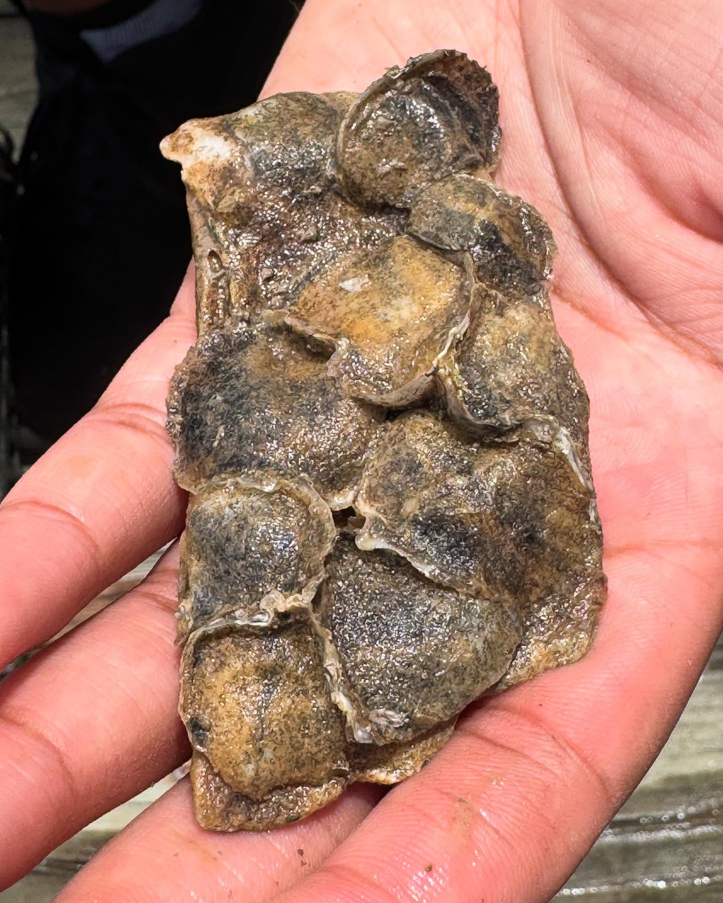 Spat on an oyster shell