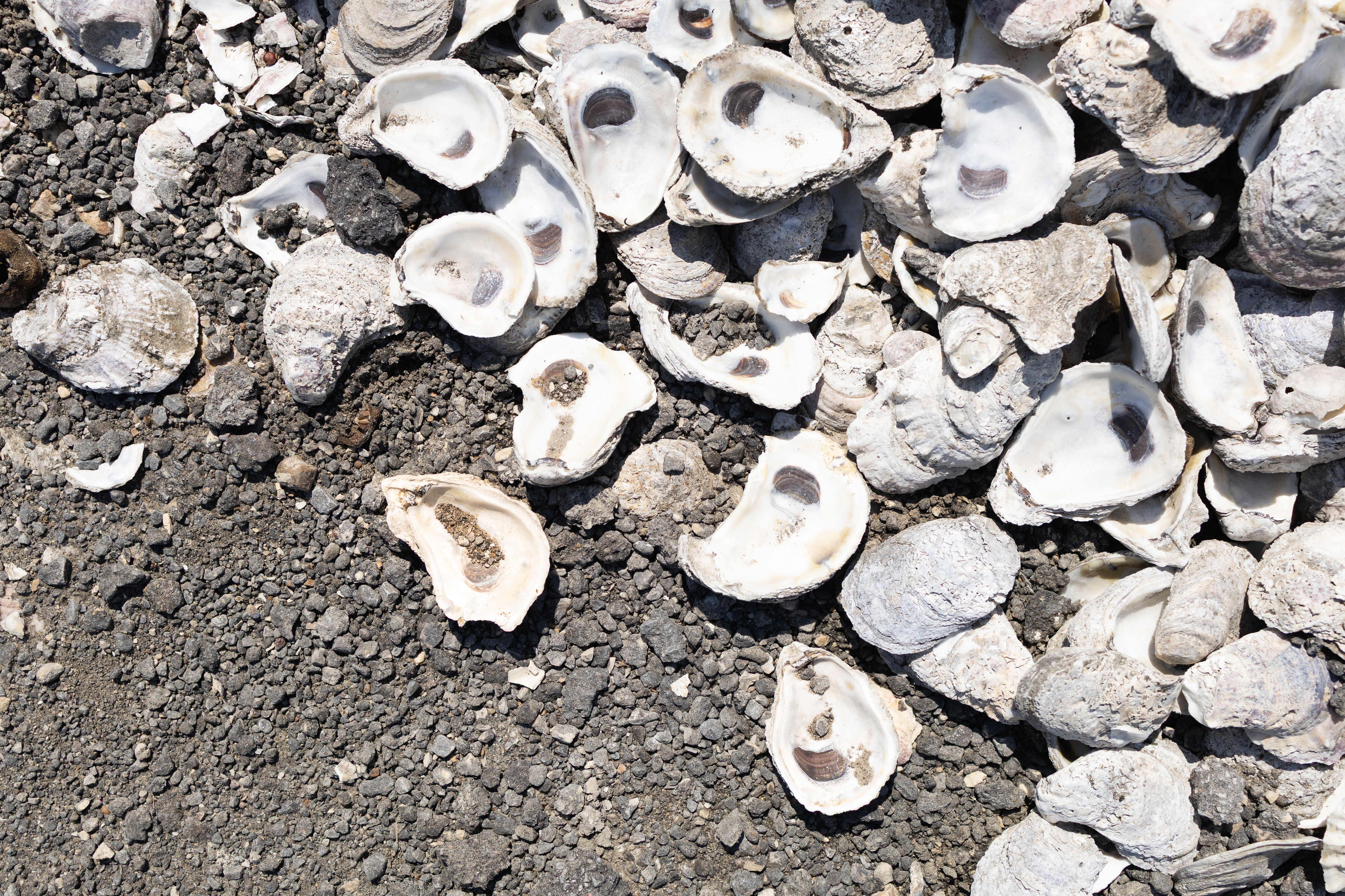Oysters laying on ground before being placed in restorative reef