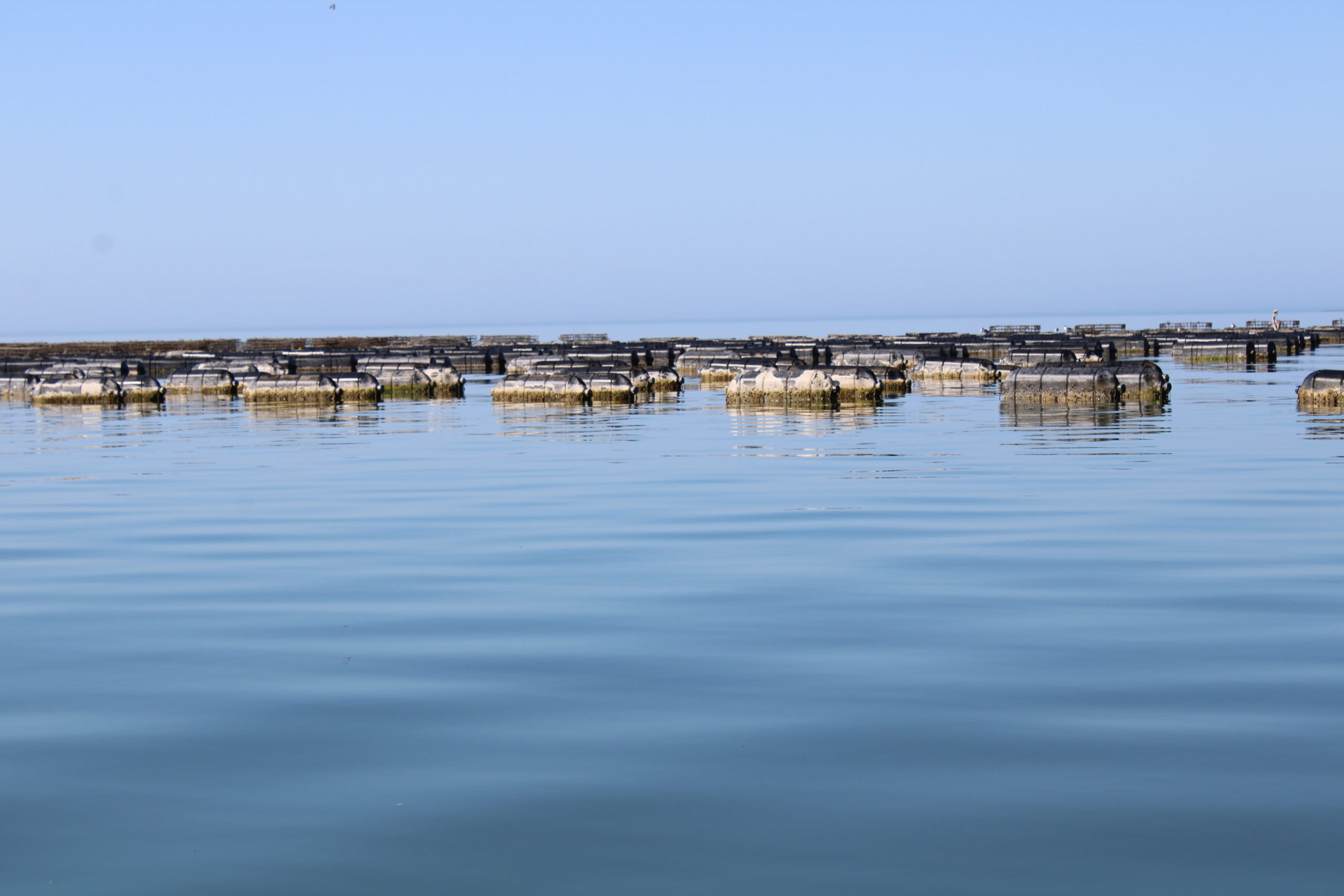 Oyster farming in Palacios texas