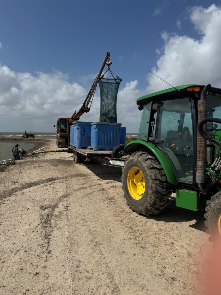 Redfish being harvested
