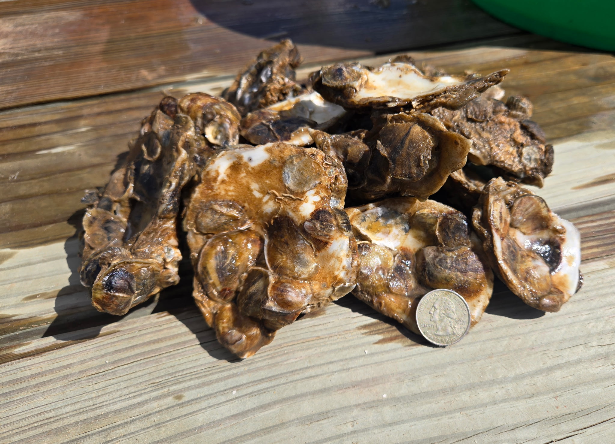 Oysters collected during monitoring are displayed alongside a quarter for scale.
